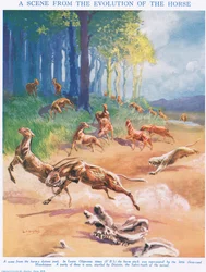 Mesohippus, illustrasjon fra 